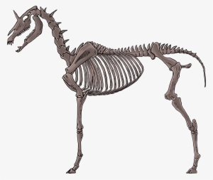 Thumbnail - Unicorn Skeleton Transparent