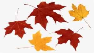 Png Free Library Carrot Clipart Leave - Leaf Fall Leaves Png