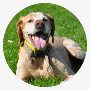 Null - Dog