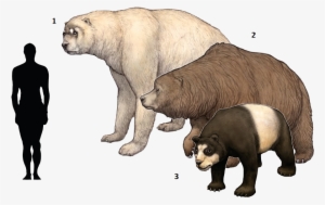 Extinct Clipart Ice Age Animal - Short Faced Bear Cave Bear