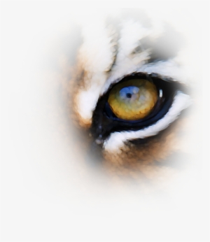 Tiger Eyes Png Download - Close-up