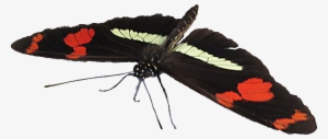 Moth