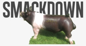 Smackdown - Domestic Pig