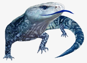Blue Tongue Management Established - Monitor Lizard