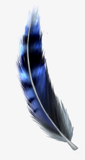 Jay Feather Png - Blue Jay Feather Png
