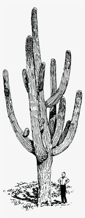 , , - Realistic Cactus Line Drawing