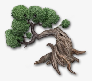 Bonsai Trees - Zip - Oak