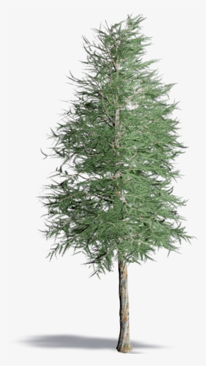 Realistic Black And White Pine Tree