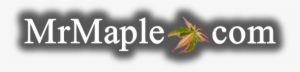 Buy Japanese Maple Trees - Acer Palmatum 'osakazuki