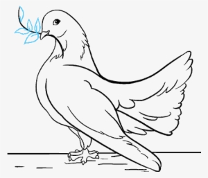 Beauteous How To Draw A Dove In Few Easy Steps Drawing