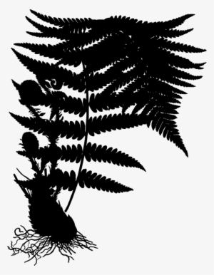 Fern Floral Plants Plant Curlicue Png Image And Clipart - Dryopteris Filix Mas