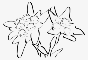 Black And White Stock Edelweiss Drawing Swiss - Edelweiss Clipart
