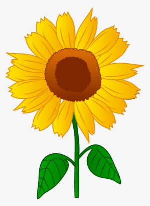 Sunflower PNG & Download Transparent Sunflower PNG Images ...