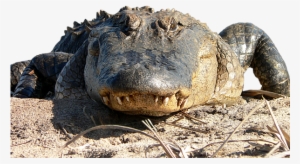 Click And Drag To Re-position The Image, If Desired - Alligator Art