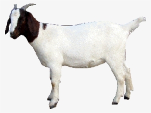 Goat Png Transparent Images - Goat