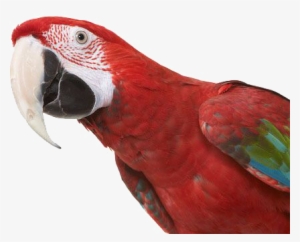 Subscribe - Green Winged Macaw