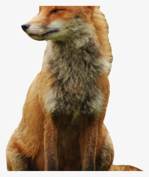 Fox Png Wallpaper Hd Wallpaper Download For Android - Red Fox Png