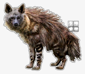 Brown Hyena - Hyena Art