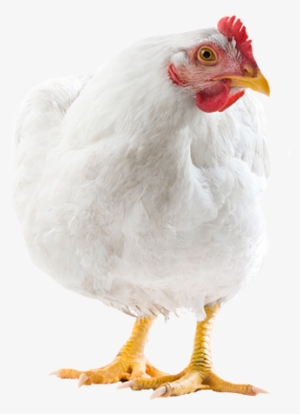 Adult Chicken - Broiler Chicken