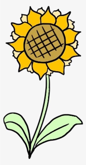 Sunflower - Common Sunflower