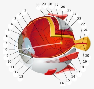 Eye-diagram No Circles Border - Complete Anatomy Of The Eye