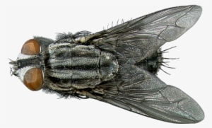 flesh-fly - flesh fly identification