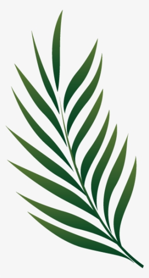 Palm Leaf Clipart Png