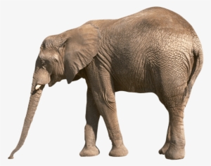 Free Png Elephant Png Images Transparent - Reading Comprehension About Animals For Grade 3