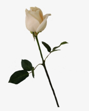 Flower Stems Png - White Rose Bud Transparent