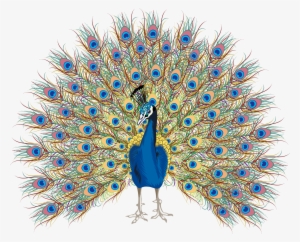 卡通手绘孔雀 - Peacock Free Hand Drawing