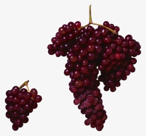 Free Png Red Grapes Png Images Transparent - Red Grapes Png