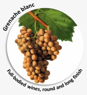 90% Of The Wine-making Process Secrets And Results - Grenache Blanc Cepage