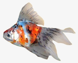 Fancy Goldfish - Goldfish
