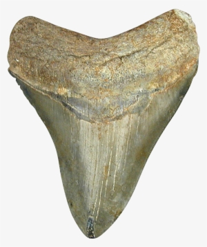 Shark Tooth Png