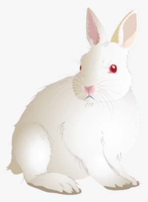 201408 Rabbit - Domestic Rabbit
