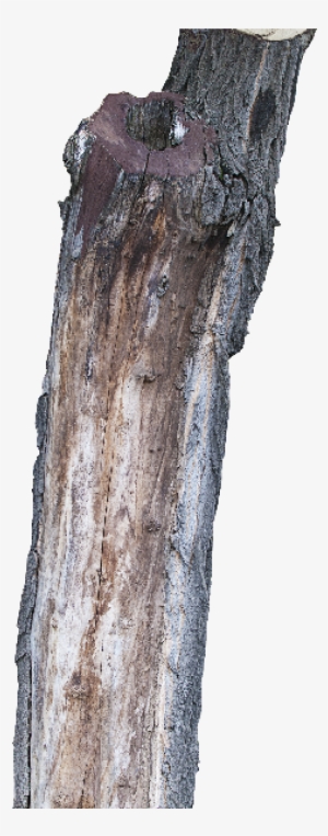 Tree Trunk Png Image - Tree Trunk Transparent Background