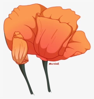 Blooming California Poppies - Poppy
