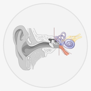 Hearing Loss - Internal Structure Of Ears
