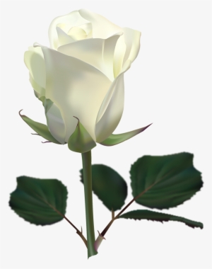 White Rose Images Download