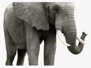 Elephant Png Transparent Images - Homeothermic Animals List