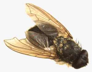 Standard Housefly, But Is Slightly Bigger - House Fly