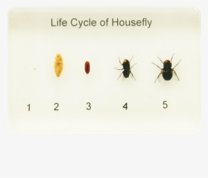 Life Cycle Of A Housefly - Housefly