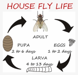 Once The Adult Flies Emerge From Its Pupal Case, It - Flies Life Cycle Days