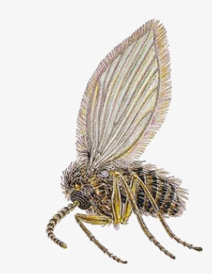a1 exterminators drain fly pest control - fruit flies