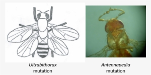Left Sketch Of The Effect Of Mutating The Ultrabithorax - Drosophila Antennapedia