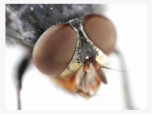 Fly Control - Fly Eye Png