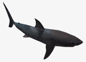 Great White Shark 05 By Wolverine041269 On Clipart - Png Transparent Shark Silhouette