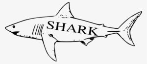 Shark Clipart Vertebrate - Great White Shark Line Art