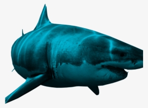 Great White Shark Clipart Shark Cage - Great White