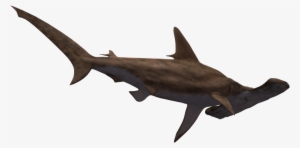 hammerhead shark clipart realistic - hammerhead shark no background